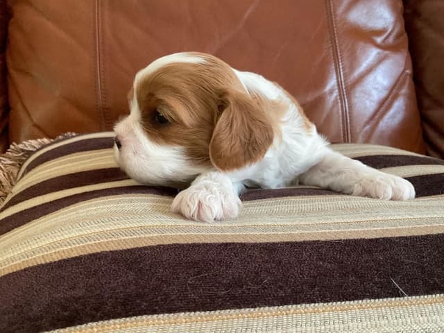 Cavalier King Charles Spaniel Puppies media 2