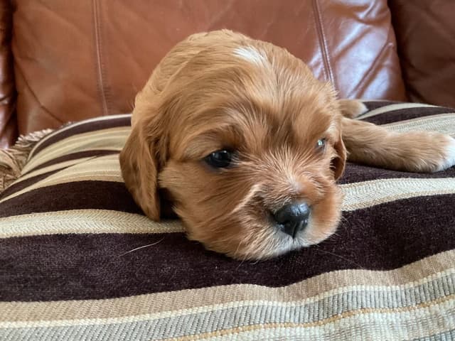 Cavalier King Charles Spaniel Puppies media 3