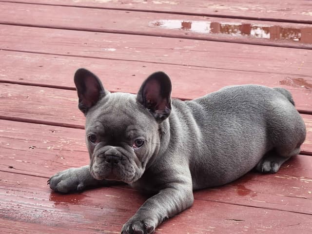 French Bulldog Puppies media 2