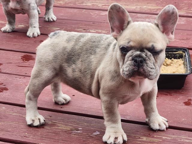 French Bulldog Puppies media 3