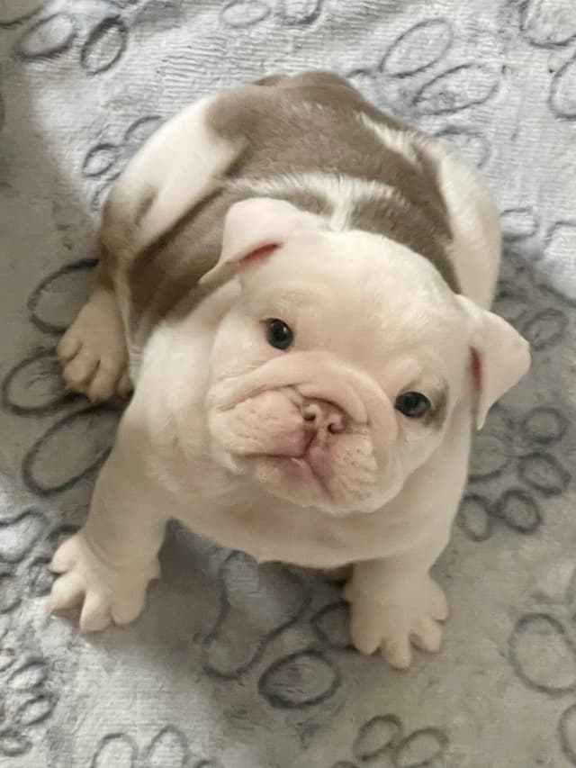 Bulldog Puppies media 3