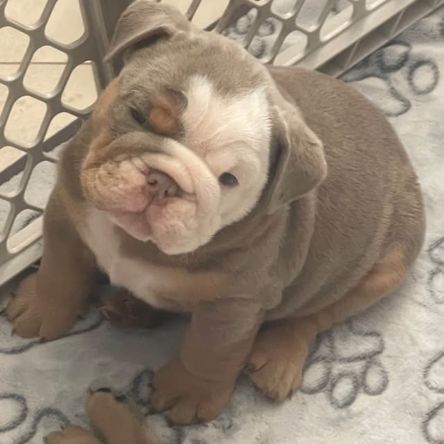 Bulldog Puppies media 5