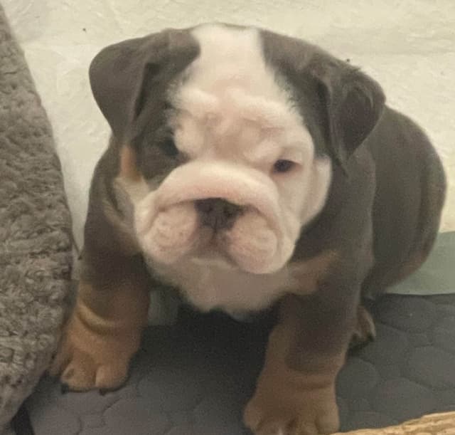Bulldog Puppies media 4