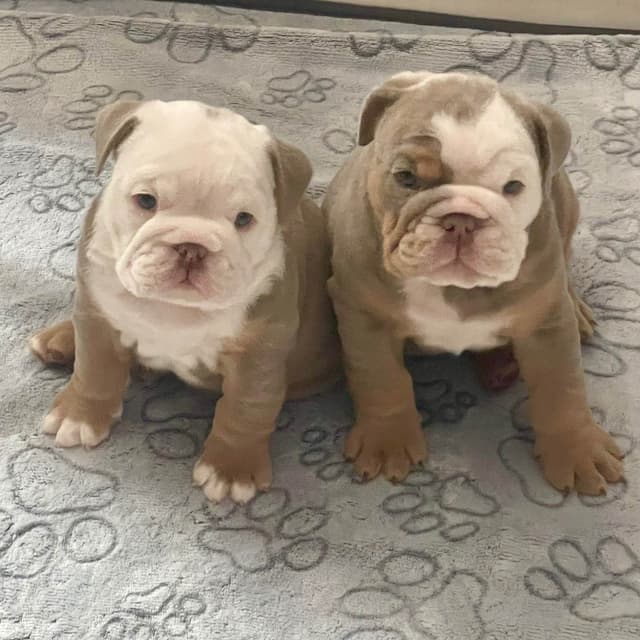 Bulldog Puppies media 6