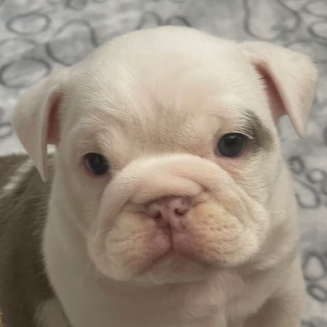 Bulldog Puppies media 7