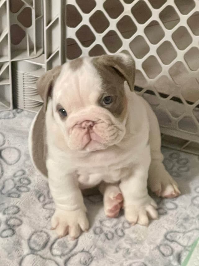 Bulldog Puppies media 10