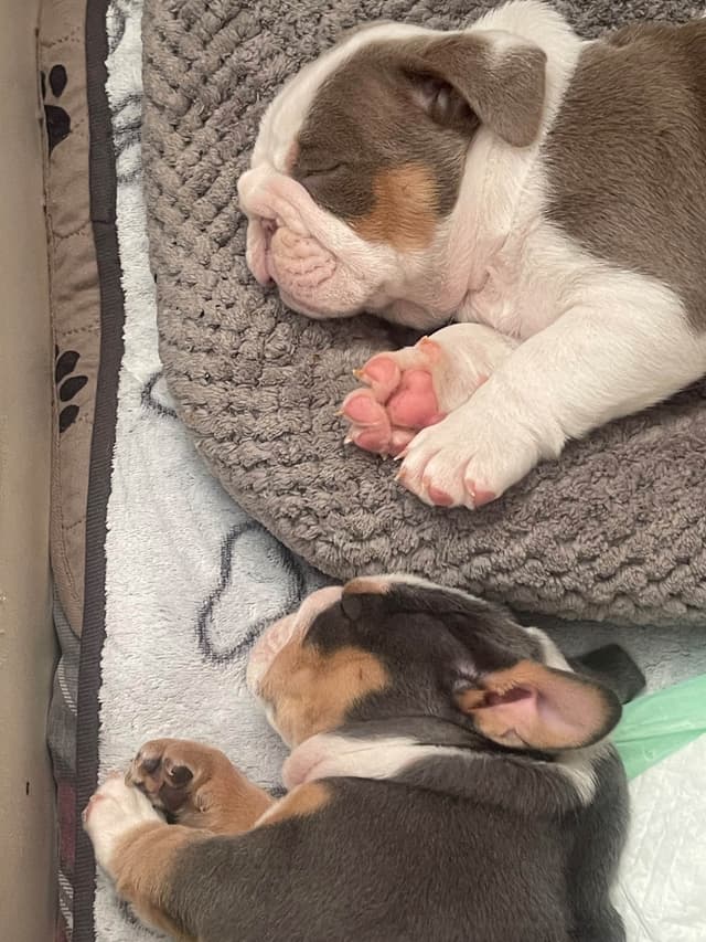 Bulldog Puppies media 12