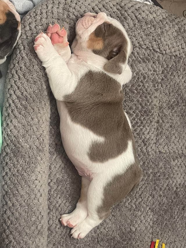 Bulldog Puppies media 13