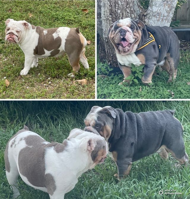 Bulldog Puppies media 17