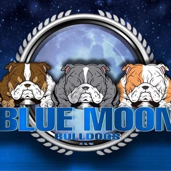 English Bulldog Puppies Available NOW breeder image 1