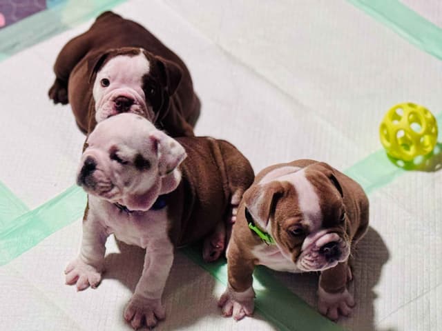 English Bulldog Puppies Available NOW media 2