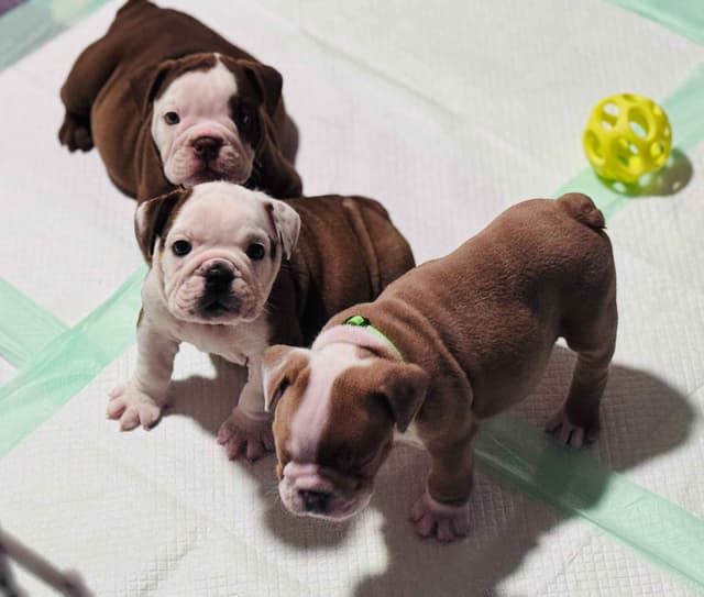 English Bulldog Puppies Available NOW media 3