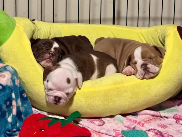 English Bulldog Puppies Available NOW media 4