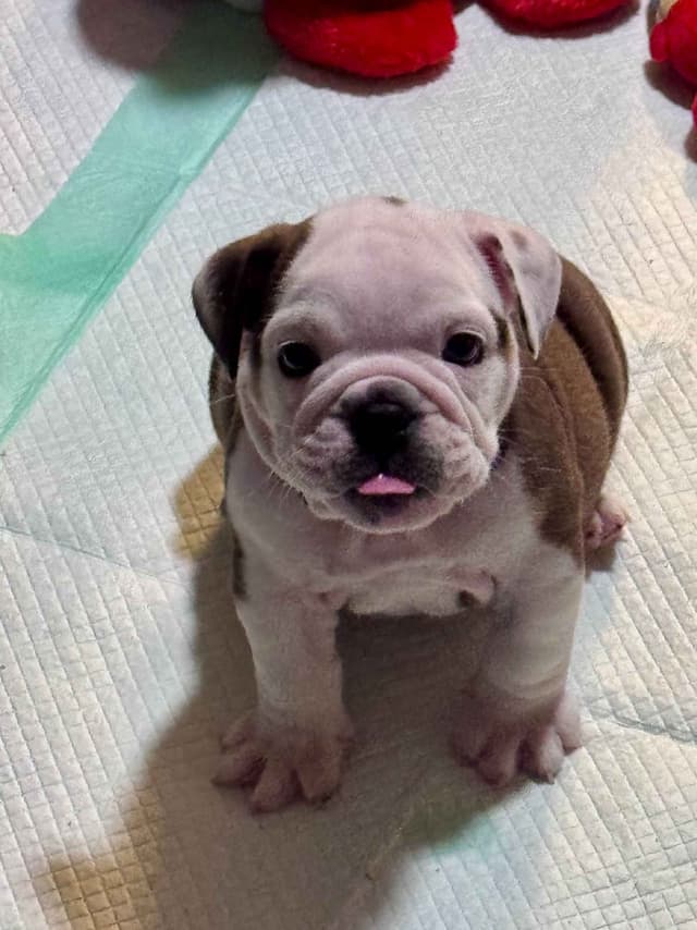 English Bulldog Puppies Available NOW media 5