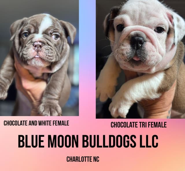 English Bulldog Puppies Available NOW media 6