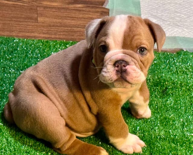 English Bulldog Puppies Available NOW media 9