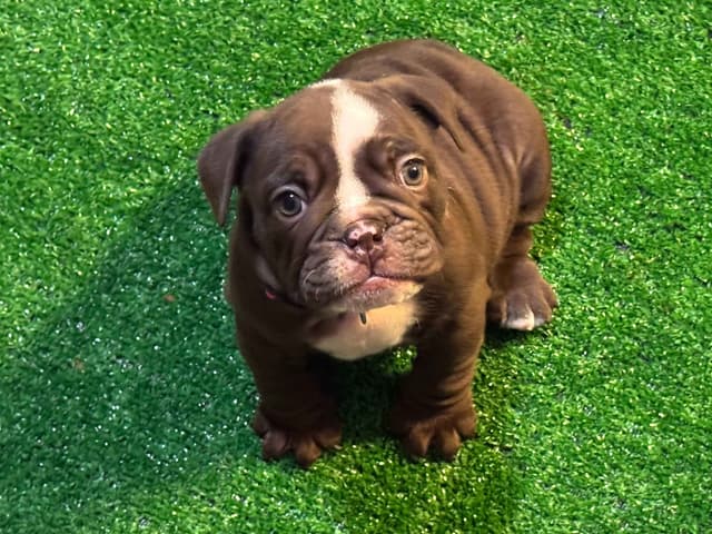 English Bulldog Puppies Available NOW media 8