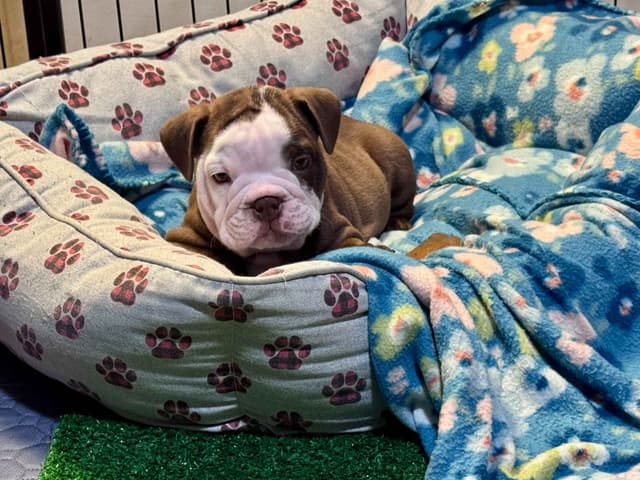 English Bulldog Puppies Available NOW media 7