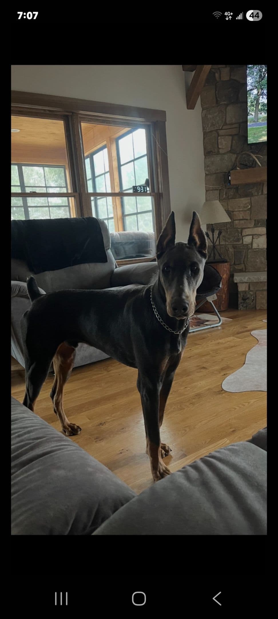 Doberman Pinscher Puppies breeder image 1