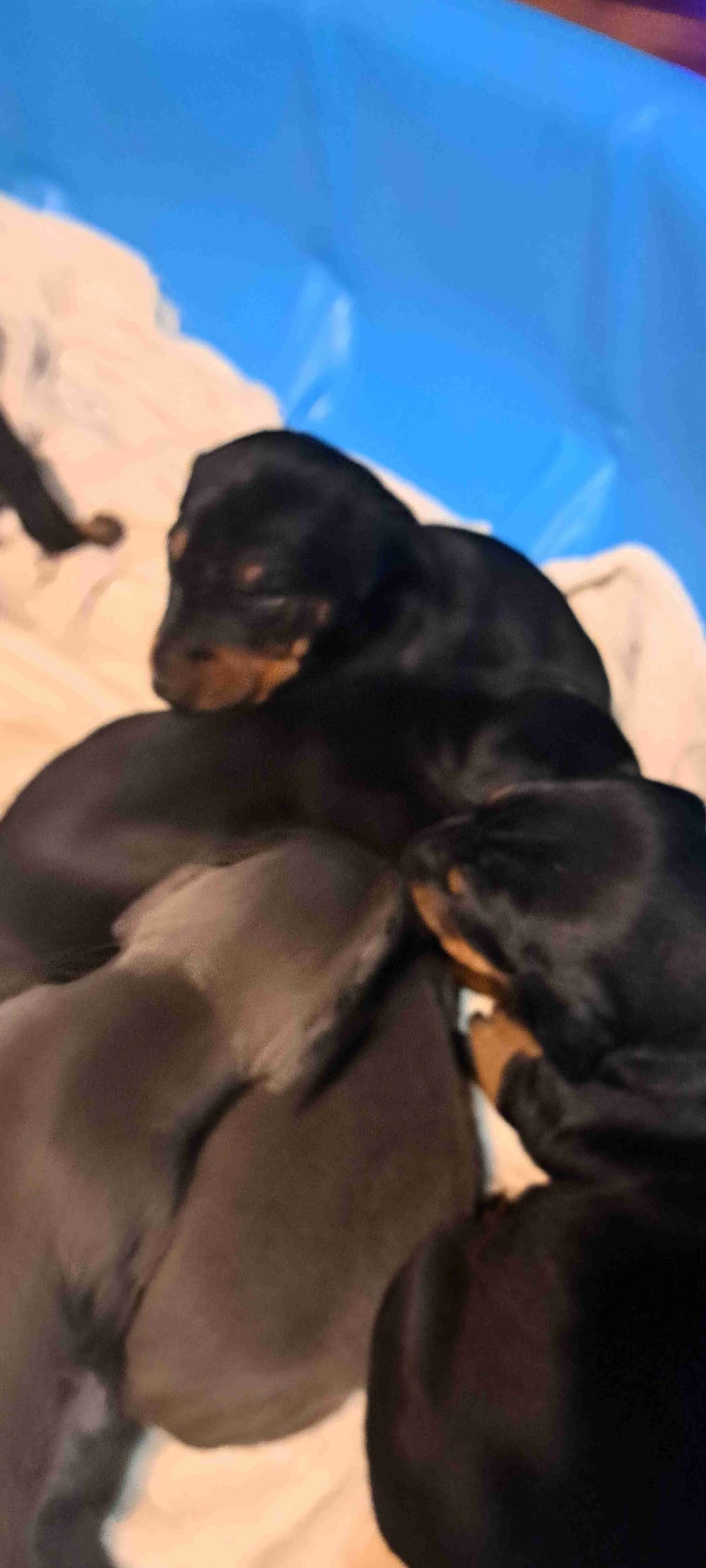 Doberman Pinscher Puppies breeder image 3
