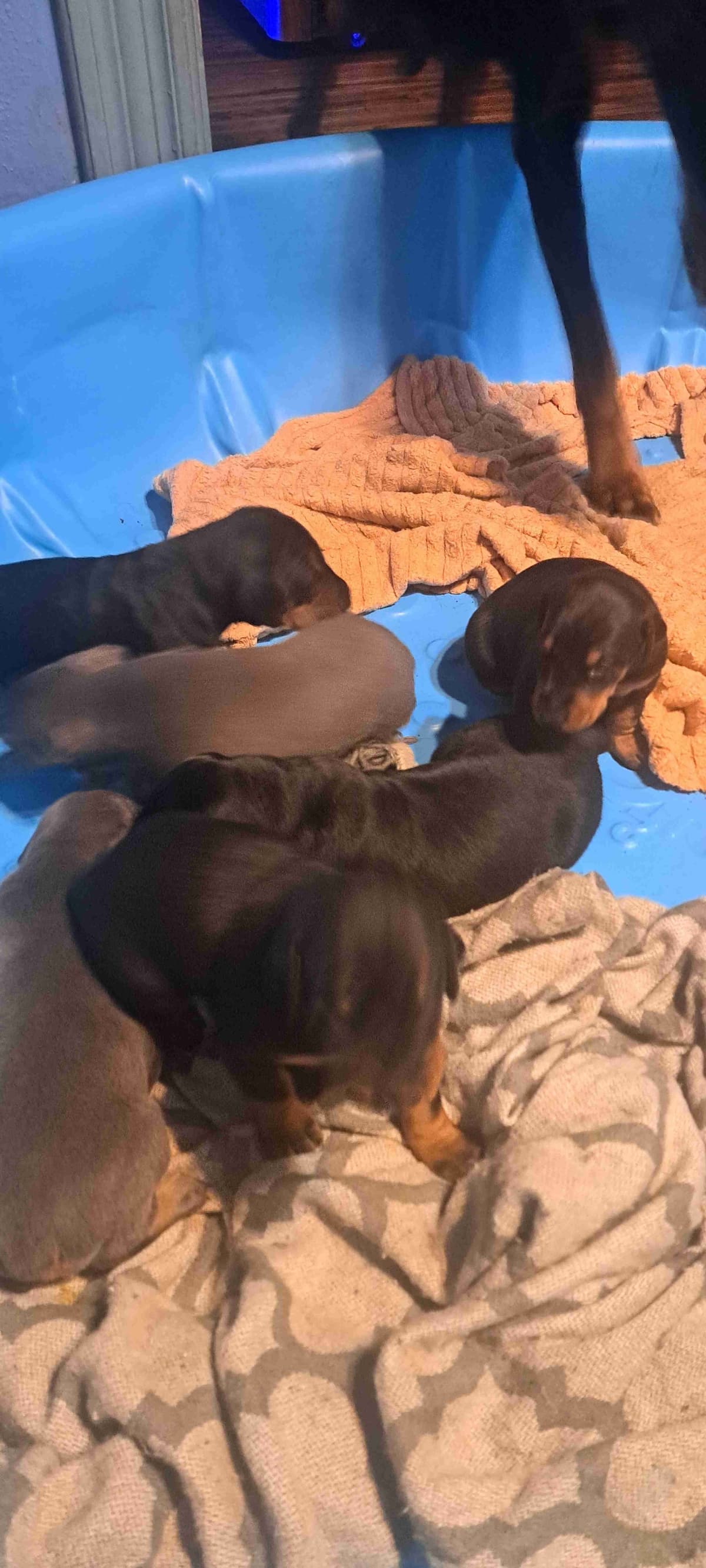 Doberman Pinscher Puppies breeder image 5