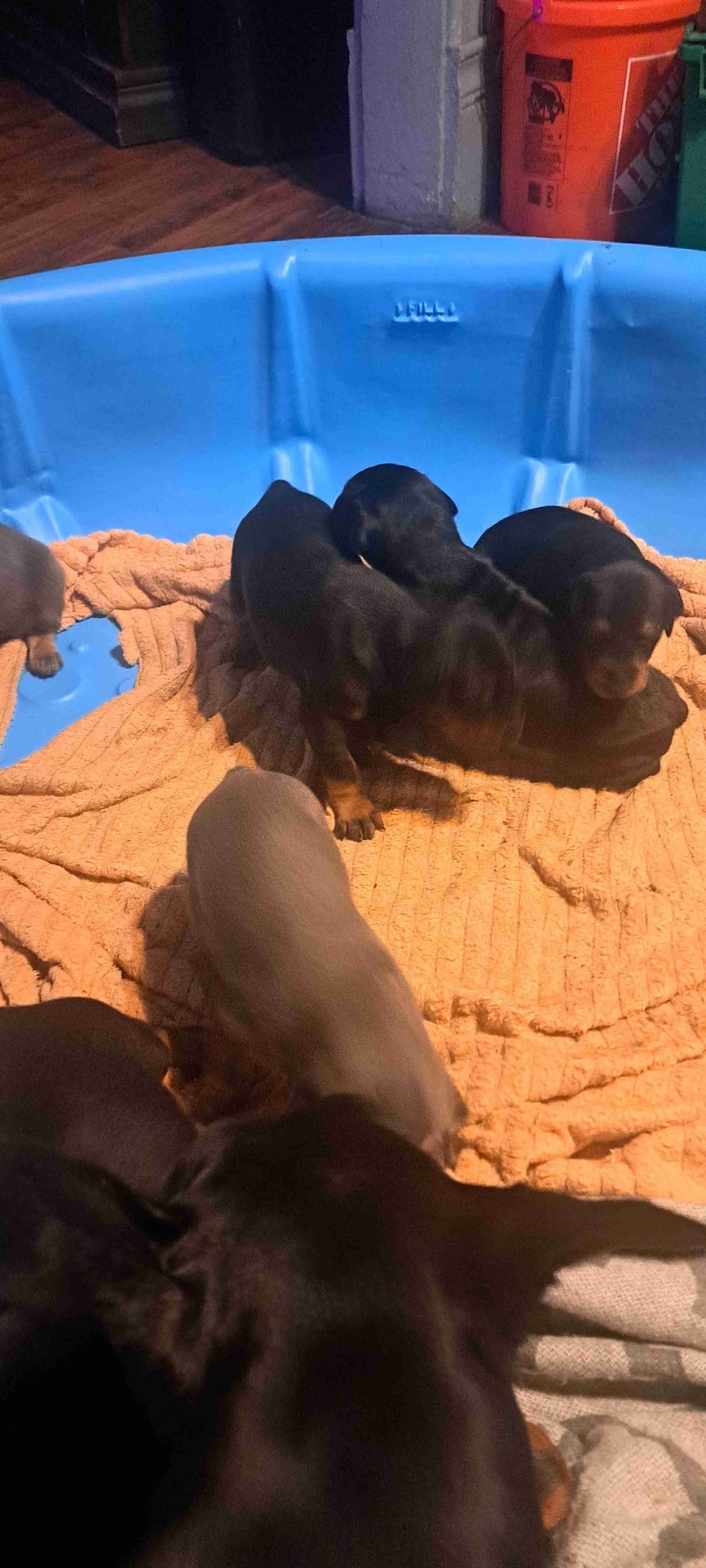 Doberman Pinscher Puppies breeder image 6