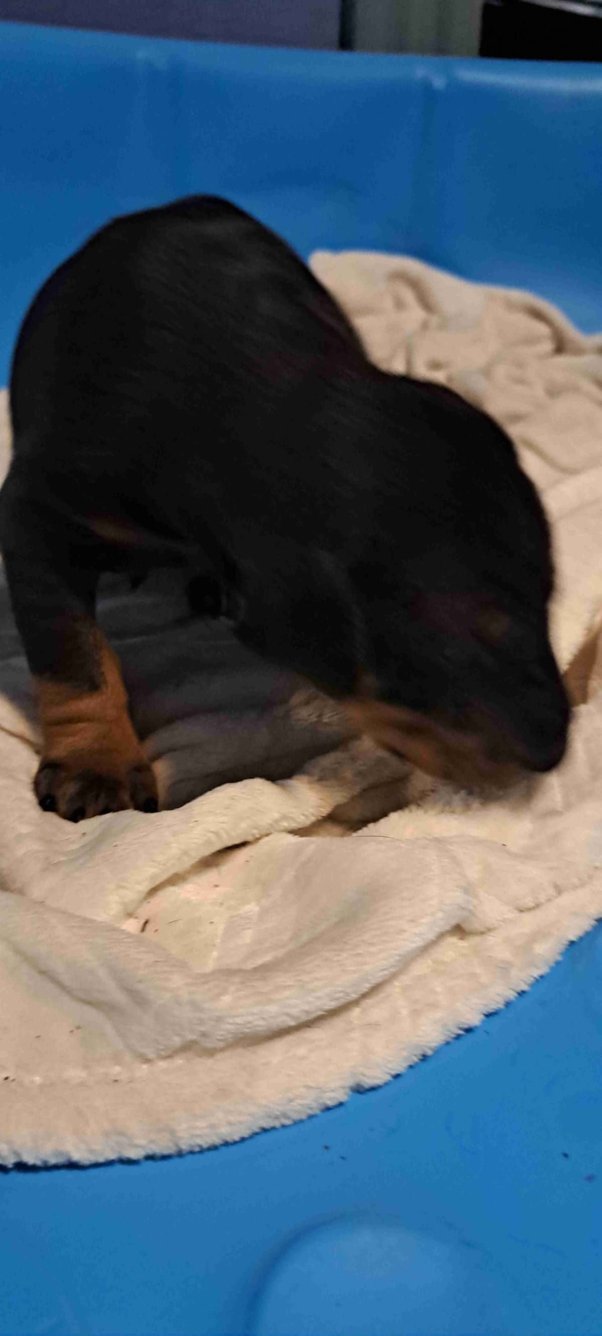Doberman Pinscher Puppies breeder image 8