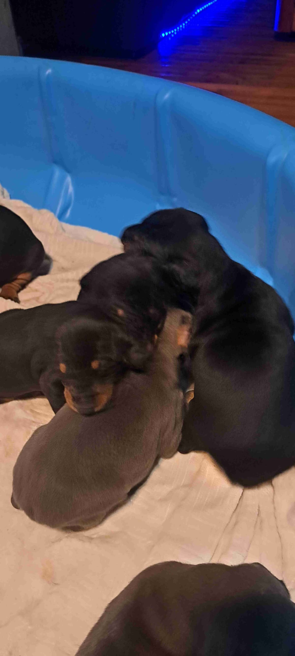 Doberman Pinscher Puppies breeder image 7