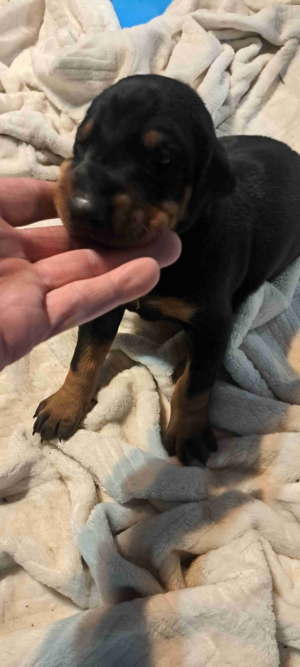 Doberman Pinscher Puppies breeder image 9