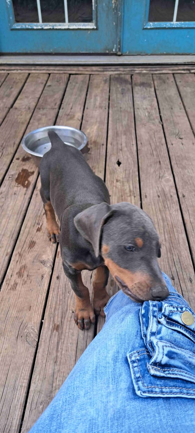 Doberman Pinscher Puppies media 2