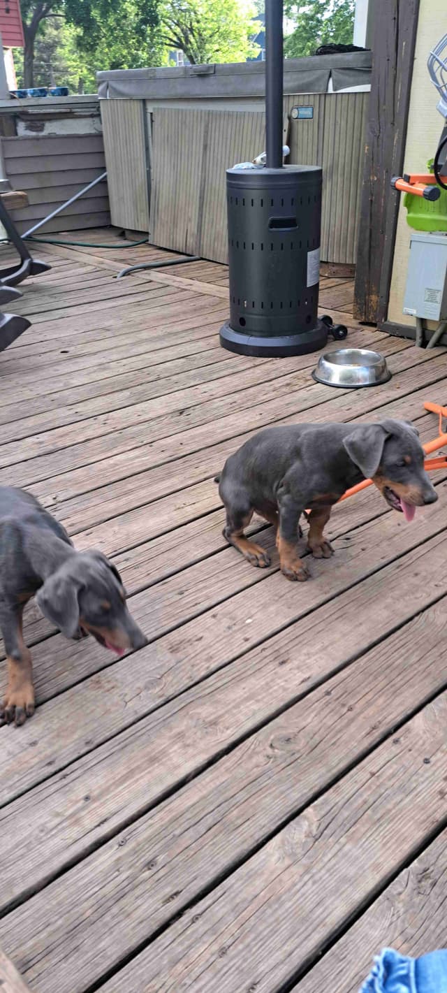 Doberman Pinscher Puppies media 3