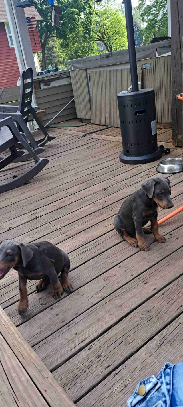 Doberman Pinscher Puppies media 4