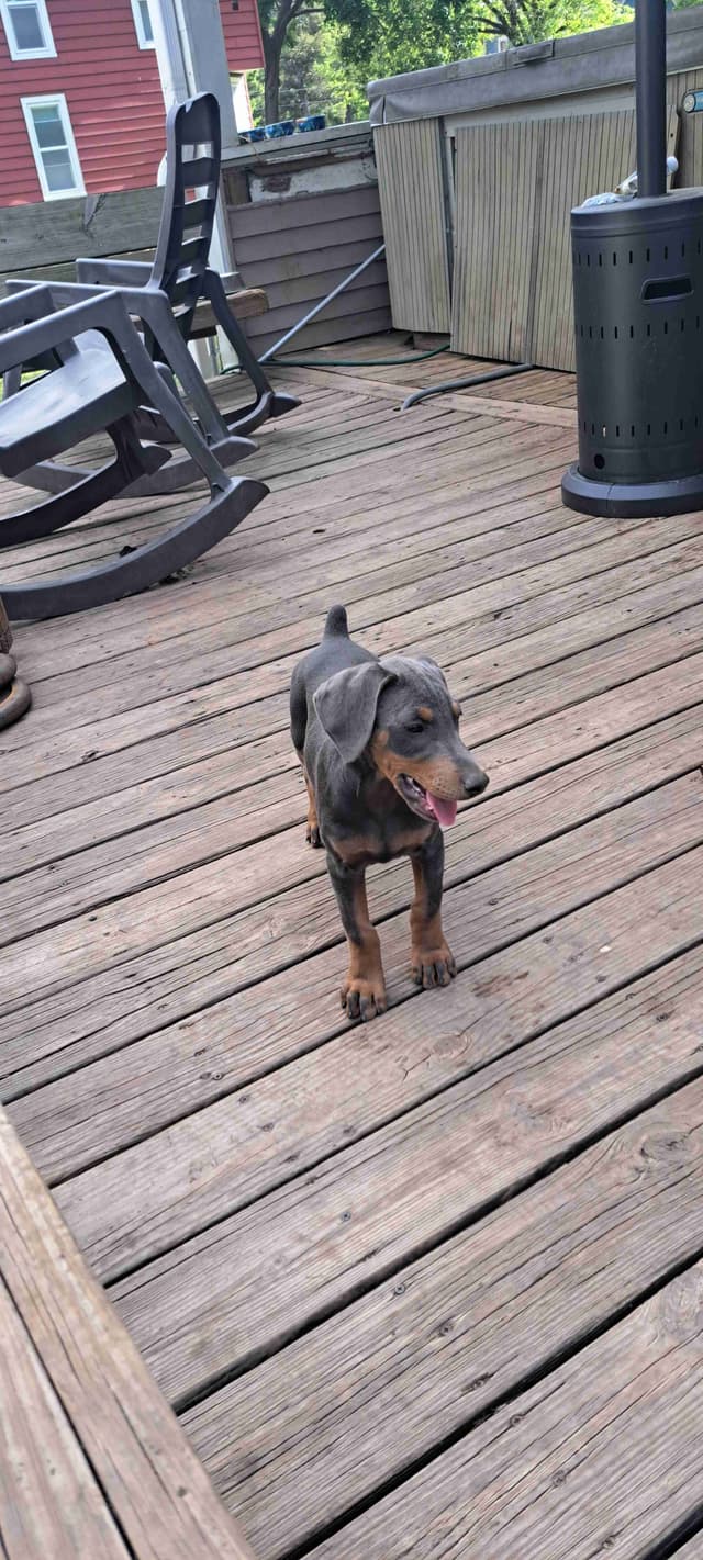 Doberman Pinscher Puppies media 5