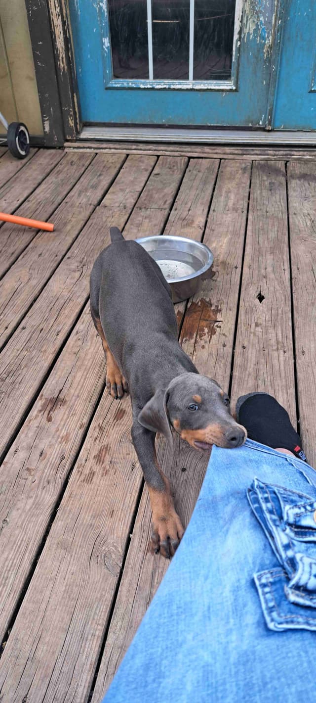 Doberman Pinscher Puppies media 6