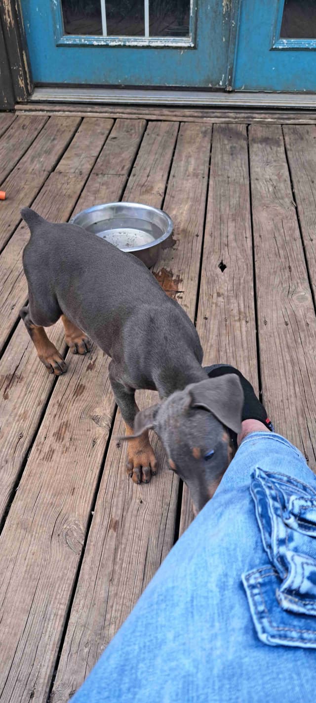 Doberman Pinscher Puppies media 7