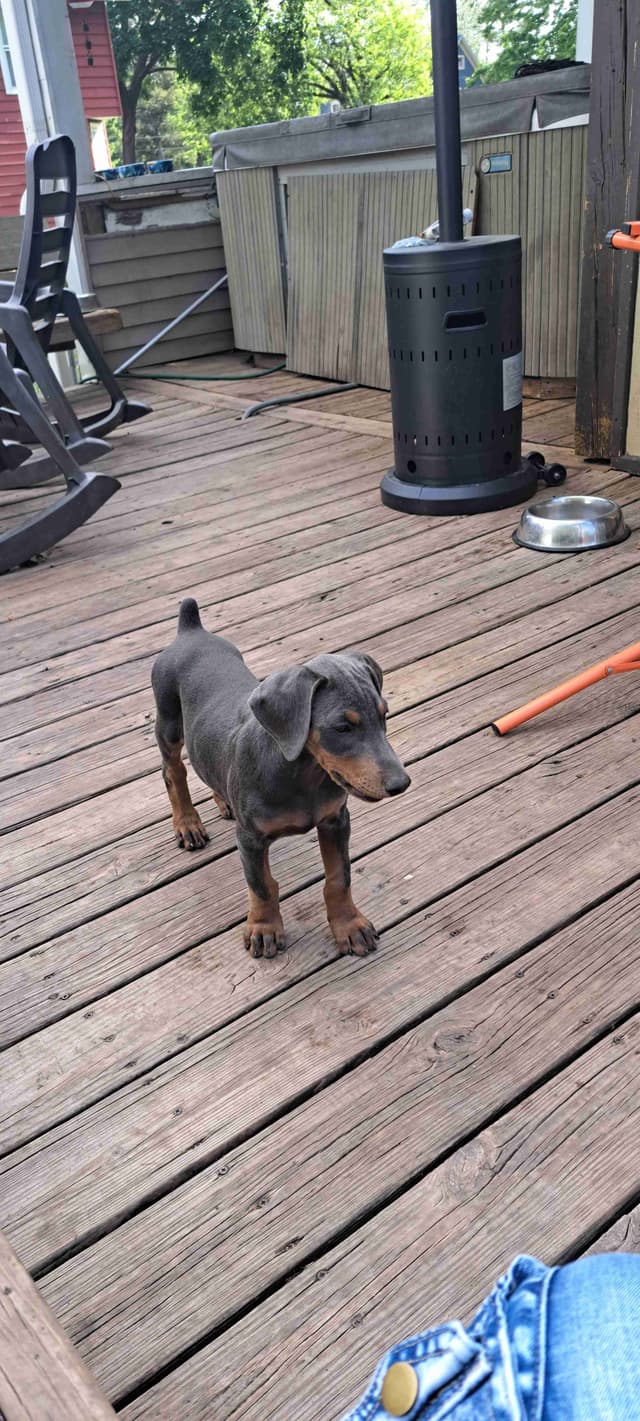 Doberman Pinscher Puppies media 8