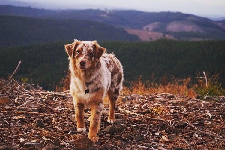 Australian Shepherd Puppies breeder image 6