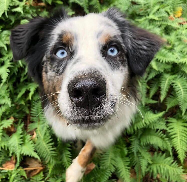 Australian Shepherd Puppies breeder image 5