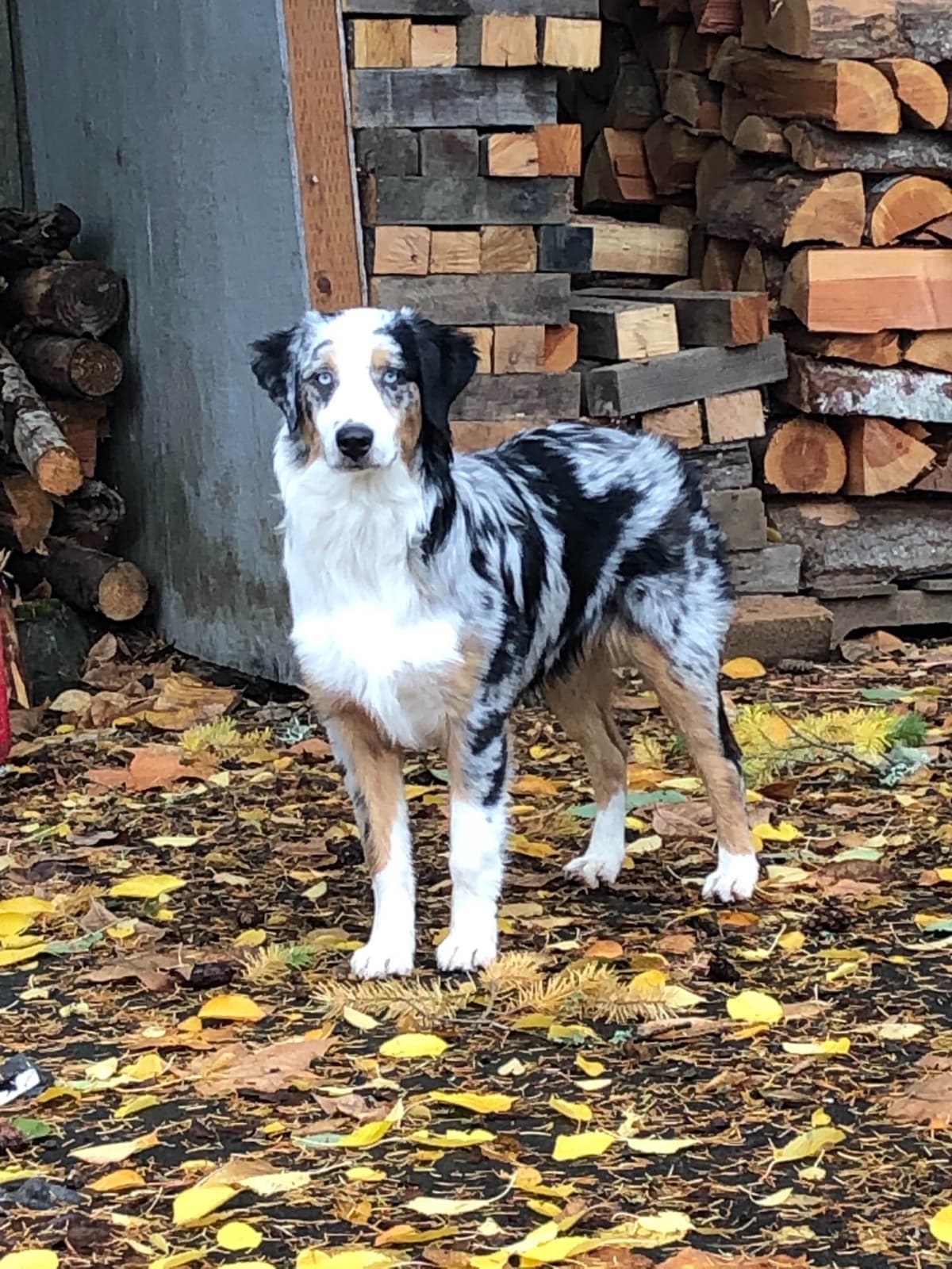 Australian Shepherd Puppies breeder image 2