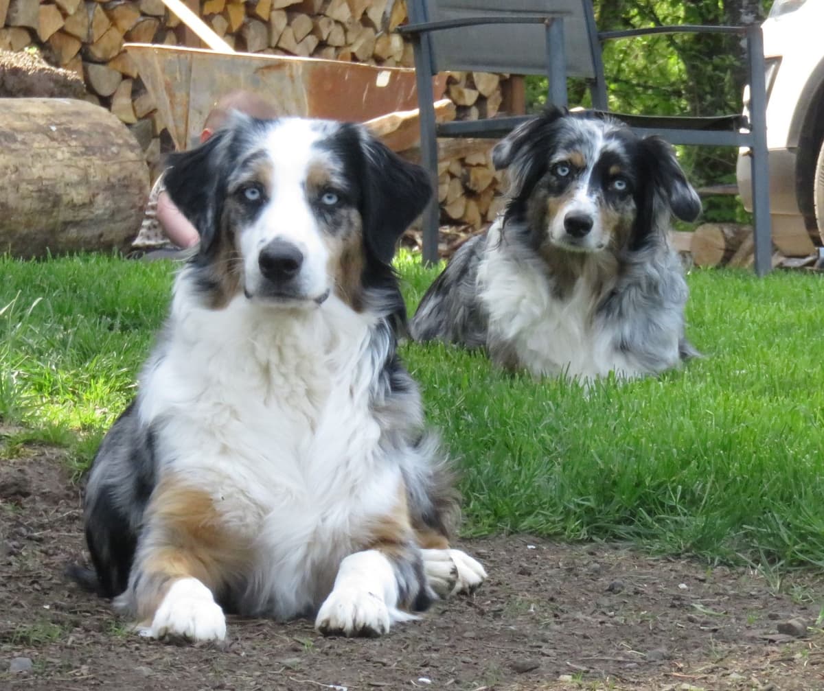 Australian Shepherd Puppies breeder image 1