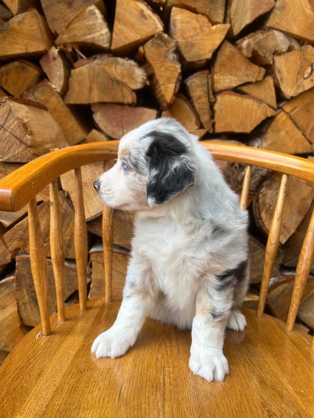 Australian Shepherd Puppies media 2