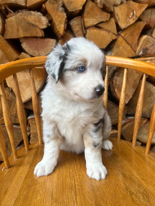 Australian Shepherd Puppies media 3