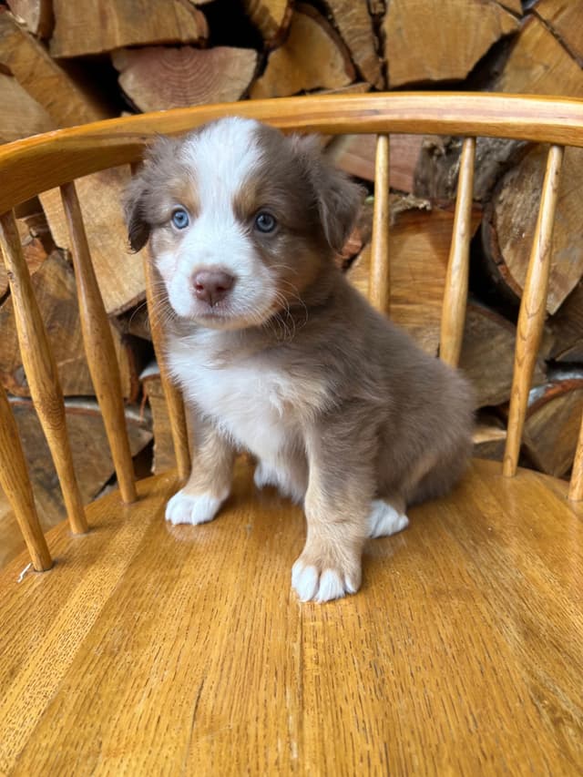 Australian Shepherd Puppies media 4