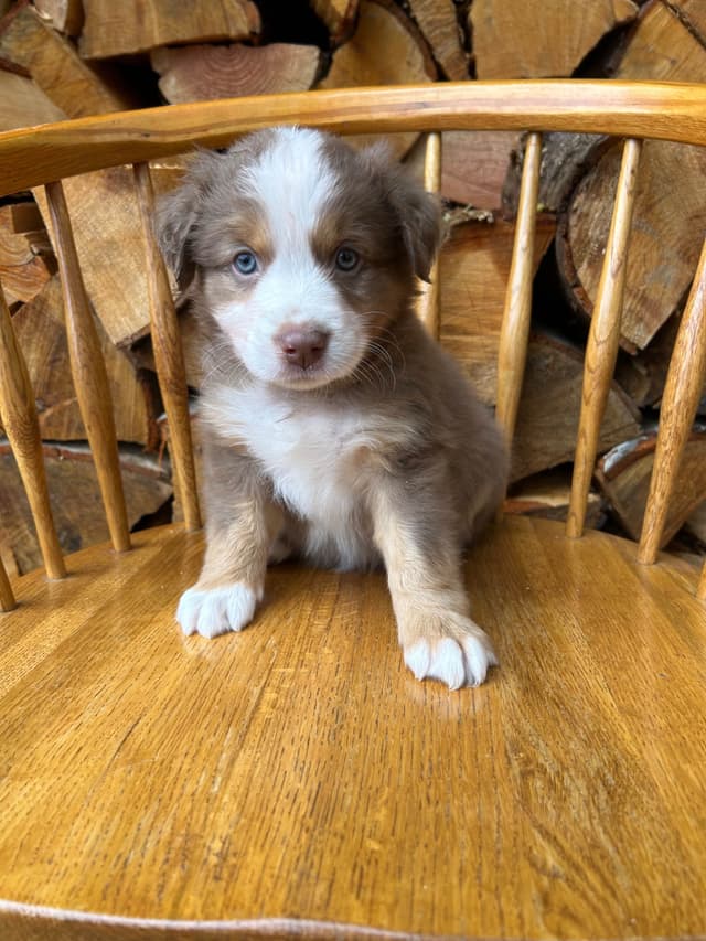 Australian Shepherd Puppies media 5