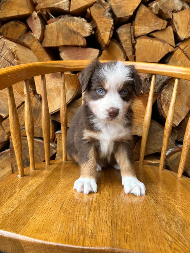 Australian Shepherd Puppies media 7