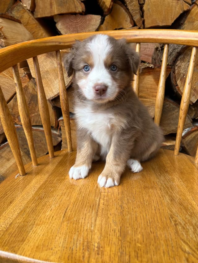 Australian Shepherd Puppies media 6