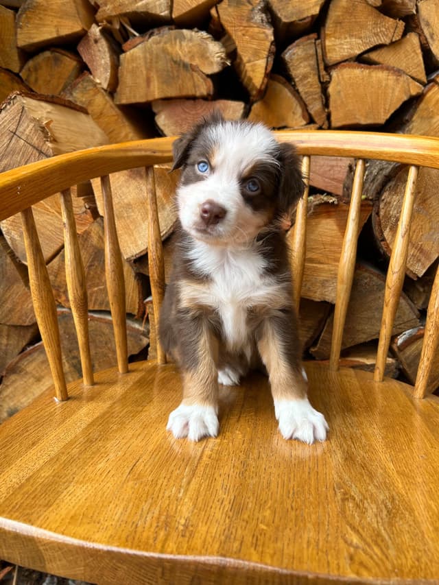 Australian Shepherd Puppies media 9