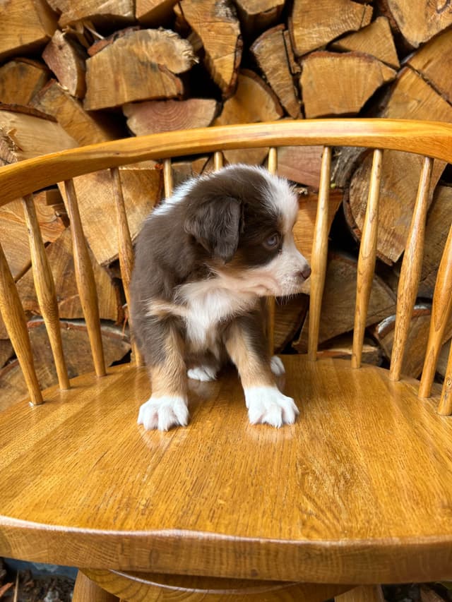 Australian Shepherd Puppies media 8