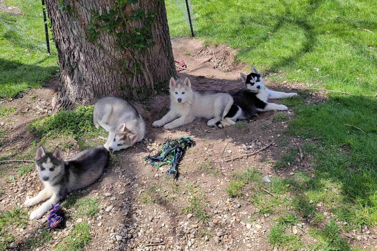 Siberian Husky Puppies breeder image 1