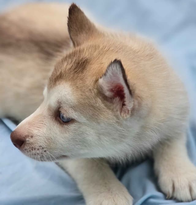 Siberian Husky Puppies media 2